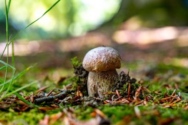 Lezzetli mantarların kralı, boletus edulis porcini cepe ormanda büyüyor.