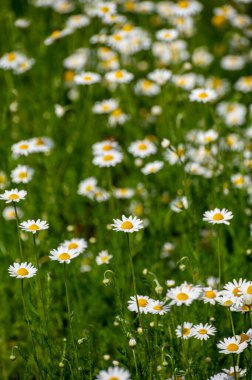 Şifalı bitkilerin botanik koleksiyonu, Chamaemelum nobile veya Roma papatyası, İngilizce ya da çiçek açan papatya çiçekleri