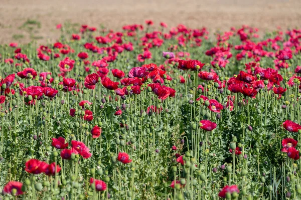 Blüte Von Vielen Garten Roten Mohn Blumen Natur Hintergrund — Stockfoto