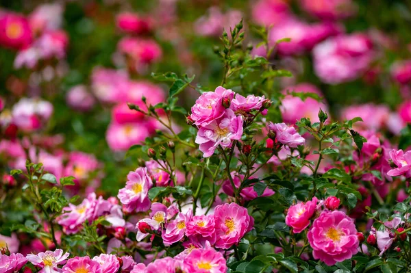 Fleur Roses Roses Sauvages Pour Chiens Été Nature — Photo