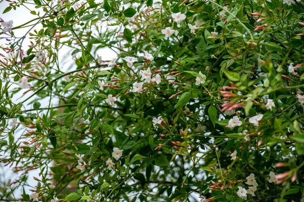 Botanical collection of medicinal and climbing plants, Jasminum officinale, jasmine plant used in aromatherapy and medicine