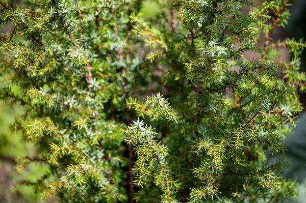 Colección Botánica Plantas Medicinales Hierbas Juniperus Communis Arbusto Coníferas Enebro — Foto de Stock