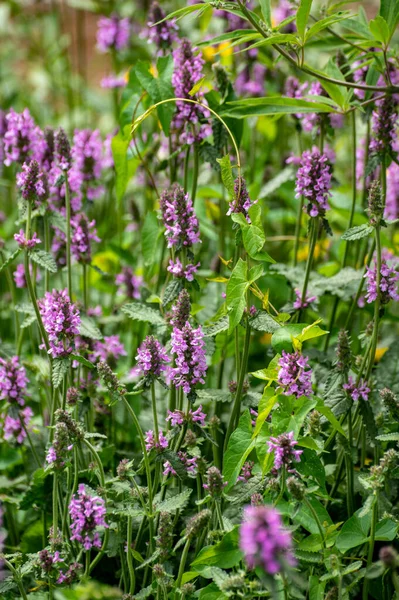 薬用植物やハーブの植物コレクション ベトニカまたはStachys Officinalis Hedgenettle ベティ ビショパヨモギの夏の植物 — ストック写真