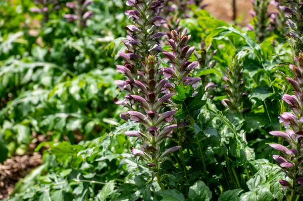 Kolekcja Botaniczna Roślin Ziół Ogrodowych Ozdobnych Acanthus Mollis Lub Bryczesów — Zdjęcie stockowe