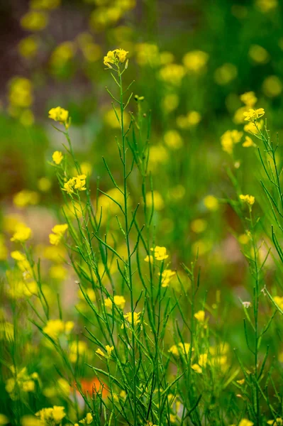 Botanická Sbírka Kulinářských Rostlin Bylin Žlutá Nebo Bílá Hořčice Létě — Stock fotografie