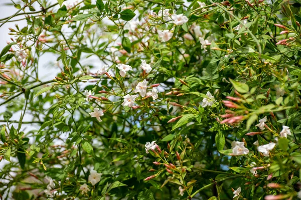 Botanical collection of medicinal and climbing plants, Jasminum officinale, jasmine plant used in aromatherapy and medicine