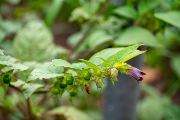 Colección Botánica Plantas Hierbas Venenosas Atropa Belladonna Belladonna Planta Tóxica — Foto de Stock