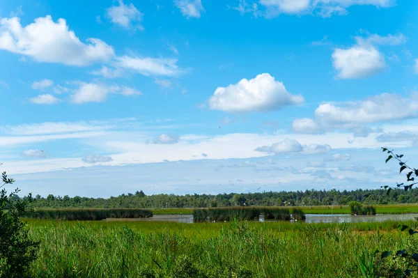 Destino Vacaciones Verano Europa Bosque Verde Kempen Prados Brabante Septentrional — Foto de Stock