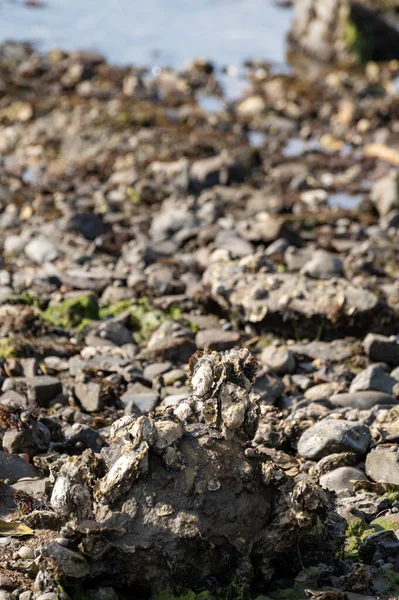 オランダ ゼーラント州の干潮時の海岸での野生のカキの季節の収穫 — ストック写真