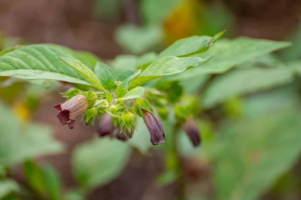 Botanical Collection Poisonious Plants Herbs Atropa Belladonna Belladonna Deadly Nightshade — Stock Photo, Image