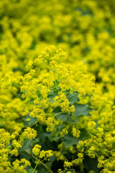 Colección Botánica Plantas Medicinales Alchemilla Vulgaris Manto Dama Común Flor — Foto de Stock