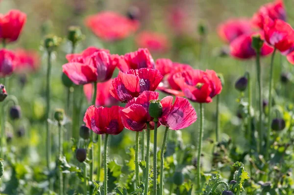 Blomstre Mange Haven Røde Valmue Blomster Natur Baggrund - Stock-foto