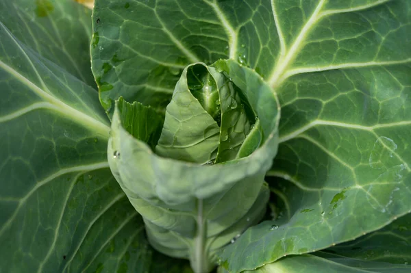 Crecimiento Planta Col Cariño Jardín Cerca — Foto de Stock