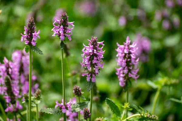 薬用植物やハーブの植物コレクション ベトニカまたはStachys Officinalis Hedgenettle ベティ ビショパヨモギの夏の植物 — ストック写真