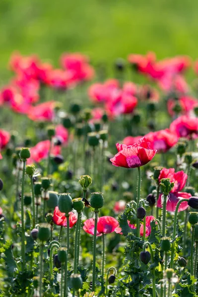 Flor Muchos Jardín Flores Amapola Roja Fondo Naturaleza — Foto de Stock