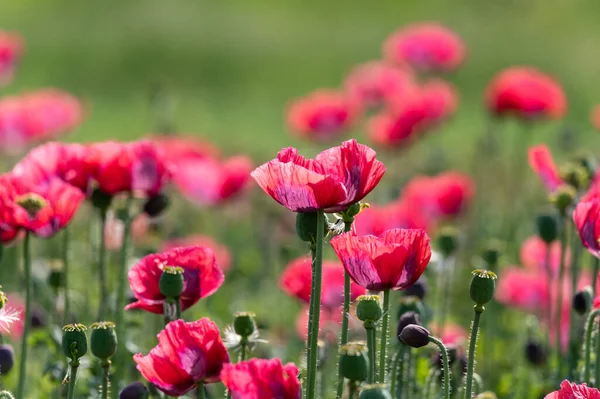 Fleur Nombreux Jardin Fleurs Pavot Rouge Fond Nature — Photo