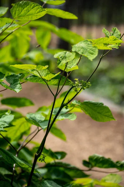 薬用植物やハーブの植物コレクション エレウテロコッカス属または悪魔の茂み シベリア人参 エレウテロコッカス固有の植物 — ストック写真