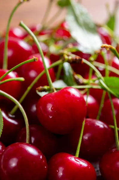 Nueva Cosecha Cereza Agria Jugosa Madura Roja Fruta Baya Del — Foto de Stock