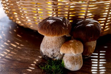 Lezzetli yenilebilir mantarların kralı, boletus edulis porcini cepe makarna ya da ravioli ile pişirmeye hazır.