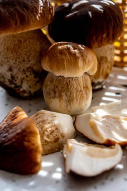 Lezzetli yenilebilir mantarların kralı, boletus edulis porcini cepe makarna ya da ravioli ile pişirmeye hazır.