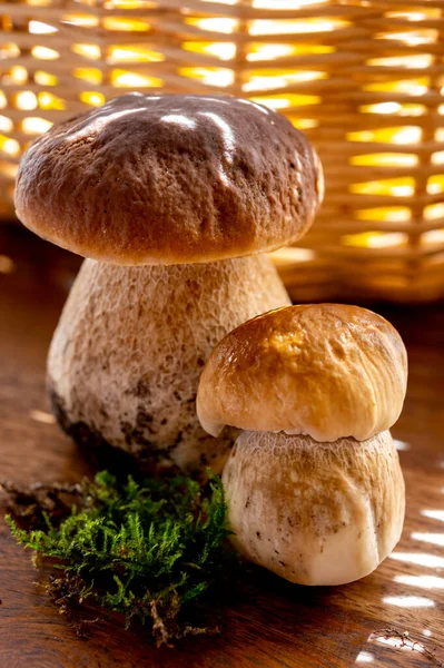 King Tasty Edible Mushrooms Boletus Edulis Porcini Cepe Ready Cook — Stock Photo, Image