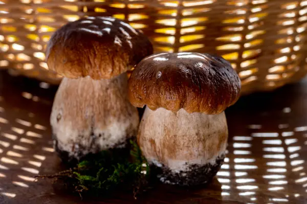 Rei Cogumelos Comestíveis Saborosos Boletus Edulis Porcini Cepe Pronto Para — Fotografia de Stock