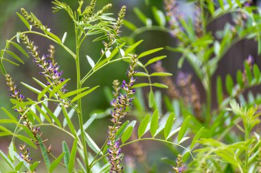 Bitkilerin ve bitkilerin botanik koleksiyonu, meyan kökü (veya meyan kökü, yaz aylarında glisirhiza glabra bitkisi)