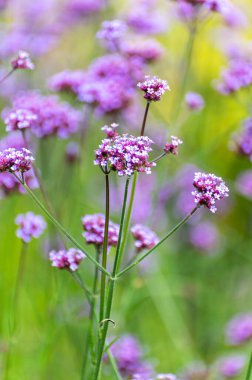 Şifalı ve yenilebilir bitkilerin botanik koleksiyonu, çiçek açan verbena resmi çiçeklerinin mor çiçekleri.