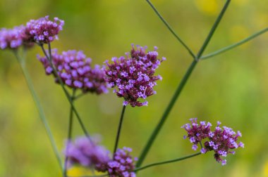 Şifalı ve yenilebilir bitkilerin botanik koleksiyonu, çiçek açan verbena resmi çiçeklerinin mor çiçekleri.