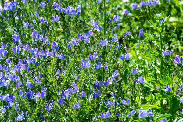 Botaniczny Zbiór Roślin Leczniczych Niebieskiego Kwiatu Echium Vulgare Lub Roślin — Zdjęcie stockowe