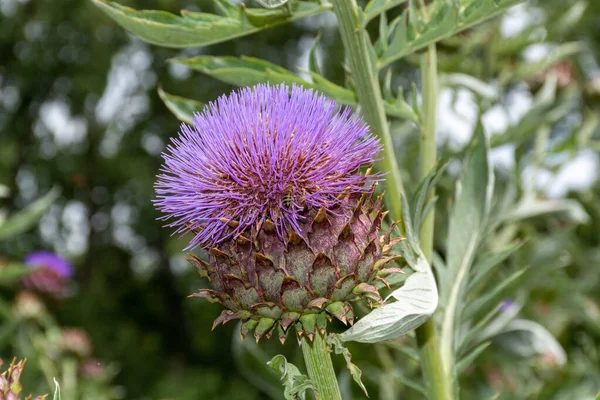 Colecção Botânica Plantas Ervas Cardoon Cynara Cardunculus Cardo Alcachofra Planta — Fotografia de Stock