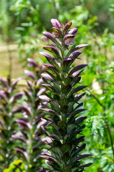 装飾的な庭の植物やハーブ アカントス モリス またはクマのブリーチ シードックやカキの植物の植物コレクション — ストック写真