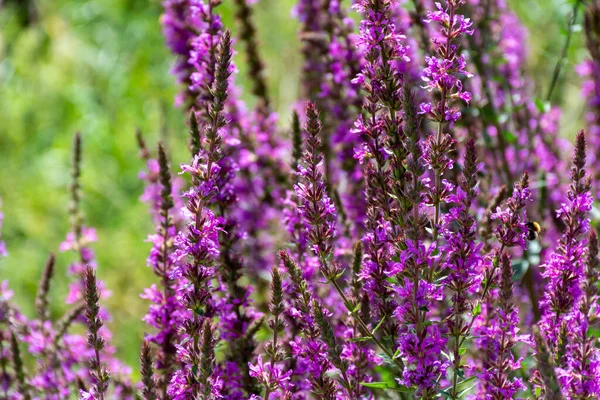 Botanical collection of medicinal plants, purple blossom of lythrum salicatia or loosestrife plants in summer