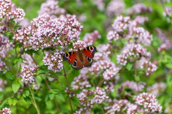 Botanical collection of medicinal and edible plants, blossom of aromatic oregano or origanum vulgare kitchen herb