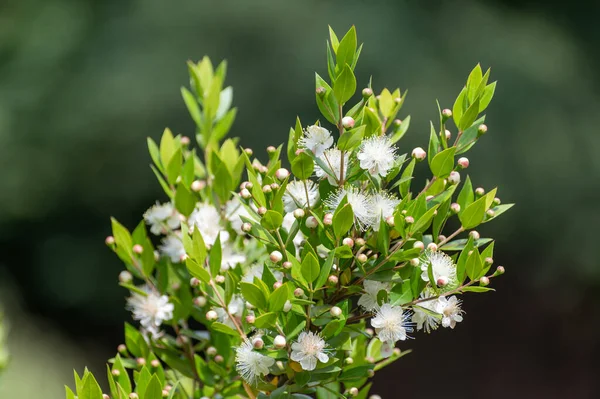 薬用植物やハーブの植物コレクション マートス コミュニスの白い花やアロマセラピーや医学で使用される真のミルクル植物 — ストック写真