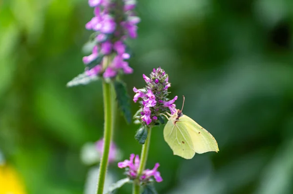 Botanische Sammlung Von Heilpflanzen Und Kräutern Betonica Oder Stachys Officinalis — Stockfoto