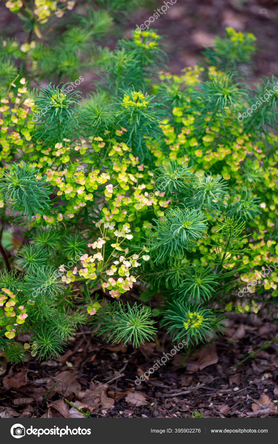Botanical Collection Medicinal Poisonous Plants Herbs Euphorbia