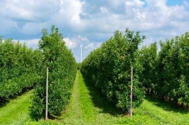 Betuwe, Gelderland, Hollanda 'da olgun meyvelerle sıralanmış yeşil organik meyve bahçeleri