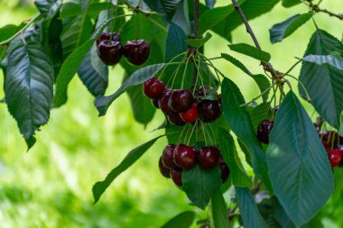 Hollanda 'da kiraz ağaçları fidanlığında yeni büyük koyu olgun kirazlar hasat edildi.