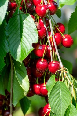 New harvest of big dark ripe sweet cherries on cherry trees plantation in Netherland clipart
