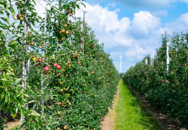 Betuwe, Gelderland, Hollanda 'da olgun meyvelerle sıralanmış yeşil organik meyve bahçeleri