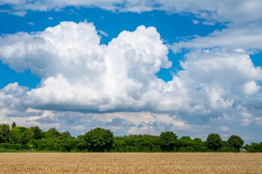 Beyaz bulutlu Hollanda yeşil manzarası ve yazın olgunlaşmış buğday tarlaları, Betuwe, Gelderland