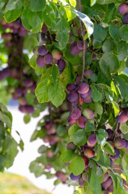 Olgun mor meyveleri olan erik ağacı hasat etmeye hazır.