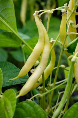 Yeni organik sarı uzun balmumu fasulye hasadı