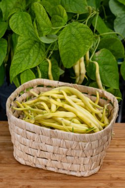 Yeni organik sarı uzun balmumu fasulye hasadı