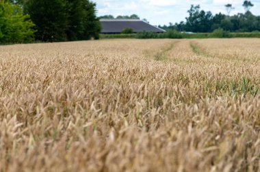 Dutch countryside landscape in summer with yellow ripe wheat field Betuwe, Gelderland clipart