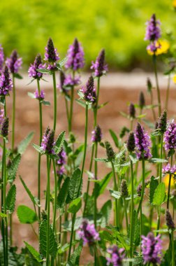Bitki ve bitkilerden oluşan botanik koleksiyonu, Betonica veya Stachys Officinalis, hedgenettle, betony, yaz aylarında piskoposluk otu bitkisi