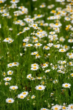 Şifalı bitkilerin botanik koleksiyonu, Chamaemelum nobile veya Roma papatyası, İngilizce ya da çiçek açan papatya çiçekleri