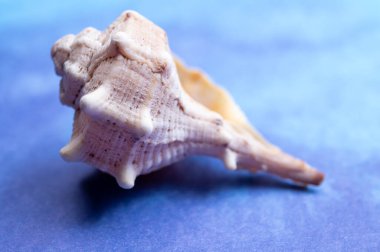 Deniz kabukları ve mavi arka plan kopyalama alanı ile deniz ürünleri konsepti üzerine yaz tatili