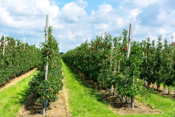 Grüne Bio Obstplantagen Mit Reihen Von Apfelbäumen Mit Reifen Früchten — Stockfoto